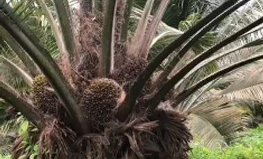 VENTA DE HACIENDO EN LAS GOLONDRINAS
