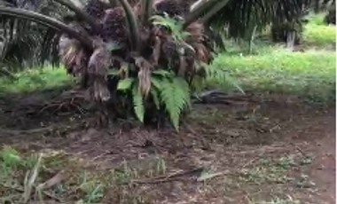 VENTA DE HACIENDO EN LAS GOLONDRINAS