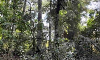 Excelente Parcela con laguna en Santuario Villarrica.