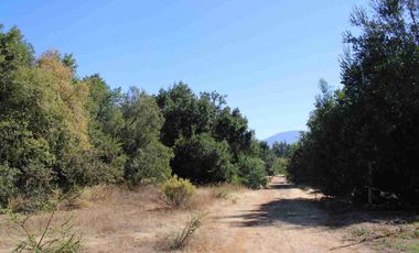VENTA EXCLUSIVA: Parcela Lote 17 - 5.000 m² con Bosque Nativo Protegido