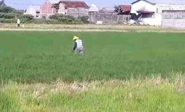 sawah Sidoluhur Godean