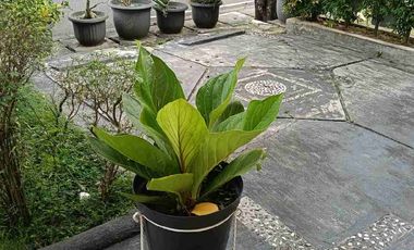 JUAL GREEN LAKE CITY CLUSTER AMERIKA HOEK