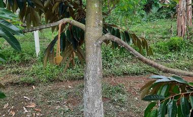 Tanah Kebun Duren Jual Rugi Duren Sudah Banyak Yang Berbuah cocok untuk investasi lengkap dengan pengairannya