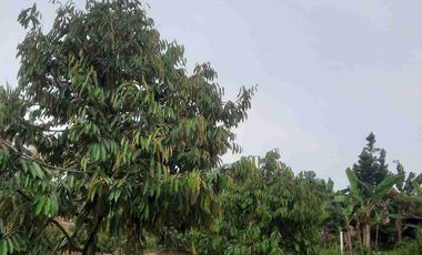 Tanah Kebun Duren Jual Rugi Duren Sudah Banyak Yang Berbuah cocok untuk investasi lengkap dengan pengairannya