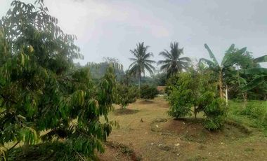 Tanah Kebun Duren Jual Rugi Duren Sudah Banyak Yang Berbuah cocok untuk investasi lengkap dengan pengairannya