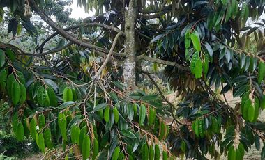 Tanah Kebun Duren Jual Rugi Duren Sudah Banyak Yang Berbuah cocok untuk investasi lengkap dengan pengairannya