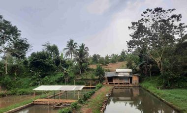 Tanah Kebun Duren Jual Rugi Duren Sudah Banyak Yang Berbuah cocok untuk investasi lengkap dengan pengairannya
