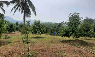 Tanah Kebun Duren Jual Rugi Duren Sudah Banyak Yang Berbuah cocok untuk investasi lengkap dengan pengairannya