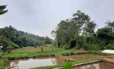 Tanah Kebun Duren Jual Rugi Duren Sudah Banyak Yang Berbuah cocok untuk investasi lengkap dengan pengairannya