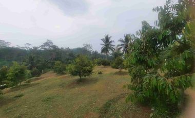 Tanah Kebun Duren Jual Rugi Duren Sudah Banyak Yang Berbuah cocok untuk investasi lengkap dengan pengairannya