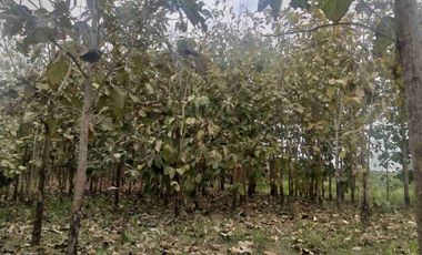 Terreno en Venta Frente al Río Quevedo, Ecuador