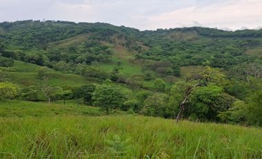 SE VENDE FINCA GANADERA DE 150 HECTÁREAS EN PORE – CASANARE