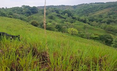 SE VENDE FINCA GANADERA DE 150 HECTÁREAS EN PORE – CASANARE