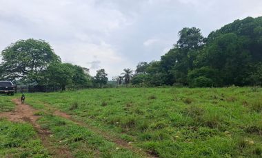SE VENDE FINCA GANADERA DE 150 HECTÁREAS EN PORE – CASANARE