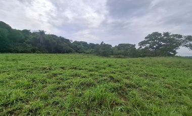 SE VENDE FINCA GANADERA DE 150 HECTÁREAS EN PORE – CASANARE