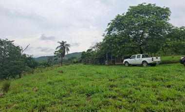 SE VENDE FINCA GANADERA DE 150 HECTÁREAS EN PORE – CASANARE