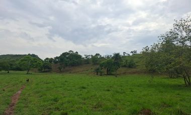SE VENDE FINCA GANADERA DE 150 HECTÁREAS EN PORE – CASANARE