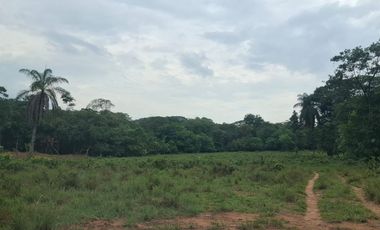 SE VENDE FINCA GANADERA DE 150 HECTÁREAS EN PORE – CASANARE