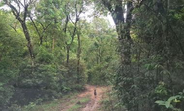 SE VENDE FINCA GANADERA DE 150 HECTÁREAS EN PORE – CASANARE