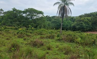 SE VENDE FINCA GANADERA DE 150 HECTÁREAS EN PORE – CASANARE