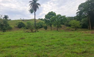 SE VENDE FINCA GANADERA DE 150 HECTÁREAS EN PORE – CASANARE
