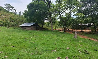SE VENDE FINCA GANADERA DE 150 HECTÁREAS EN PORE – CASANARE
