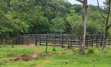 SE VENDE FINCA GANADERA DE 150 HECTÁREAS EN PORE – CASANARE