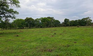 SE VENDE FINCA GANADERA DE 150 HECTÁREAS EN PORE – CASANARE