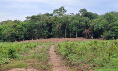 SE VENDE FINCA GANADERA DE 150 HECTÁREAS EN PORE – CASANARE