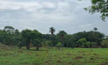 SE VENDE FINCA GANADERA DE 150 HECTÁREAS EN PORE – CASANARE
