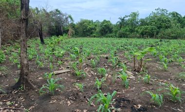 SE VENDE FINCA PRODUCTIVA DE 34 HECTÁREAS EN PORE – CASANARE