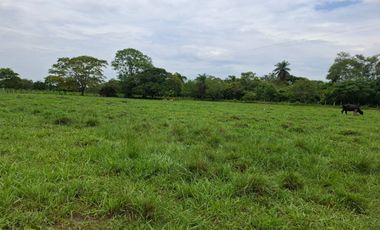 SE VENDE FINCA PRODUCTIVA DE 34 HECTÁREAS EN PORE – CASANARE
