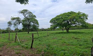 SE VENDE FINCA PRODUCTIVA DE 34 HECTÁREAS EN PORE – CASANARE