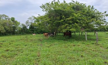 SE VENDE FINCA PRODUCTIVA DE 34 HECTÁREAS EN PORE – CASANARE