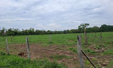 SE VENDE FINCA PRODUCTIVA DE 34 HECTÁREAS EN PORE – CASANARE