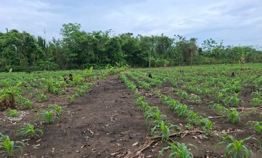 SE VENDE FINCA PRODUCTIVA DE 34 HECTÁREAS EN PORE – CASANARE