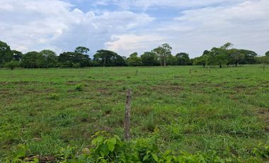 SE VENDE FINCA PRODUCTIVA DE 34 HECTÁREAS EN PORE – CASANARE