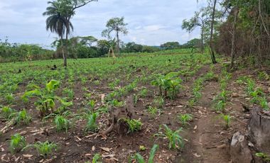 SE VENDE FINCA PRODUCTIVA DE 34 HECTÁREAS EN PORE – CASANARE