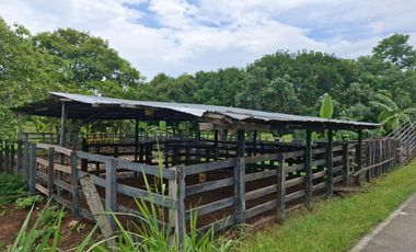 SE VENDE FINCA PRODUCTIVA DE 34 HECTÁREAS EN PORE – CASANARE