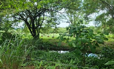 SE VENDE FINCA PRODUCTIVA DE 34 HECTÁREAS EN PORE – CASANARE