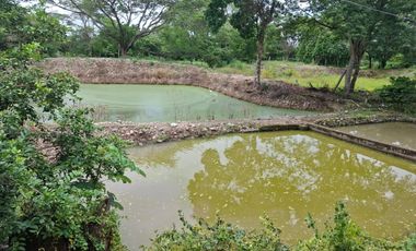 SE VENDE FINCA PRODUCTIVA DE 34 HECTÁREAS EN PORE – CASANARE