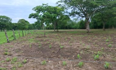 SE VENDE FINCA PRODUCTIVA DE 34 HECTÁREAS EN PORE – CASANARE