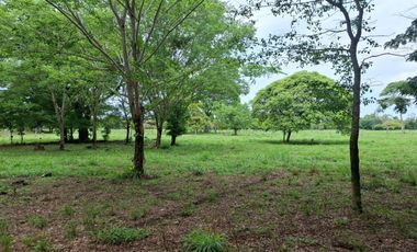 SE VENDE FINCA PRODUCTIVA DE 34 HECTÁREAS EN PORE – CASANARE
