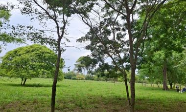 SE VENDE FINCA PRODUCTIVA DE 34 HECTÁREAS EN PORE – CASANARE