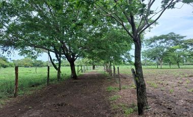 SE VENDE FINCA PRODUCTIVA DE 34 HECTÁREAS EN PORE – CASANARE