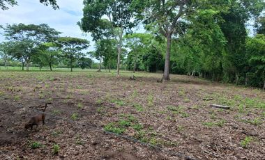 SE VENDE FINCA PRODUCTIVA DE 34 HECTÁREAS EN PORE – CASANARE