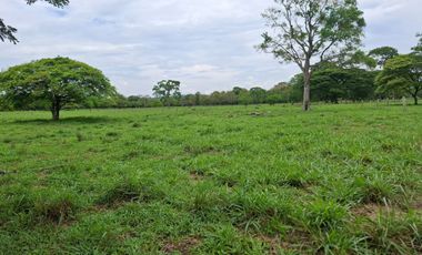 SE VENDE FINCA PRODUCTIVA DE 34 HECTÁREAS EN PORE – CASANARE
