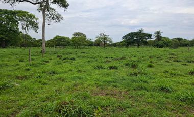 SE VENDE FINCA PRODUCTIVA DE 34 HECTÁREAS EN PORE – CASANARE