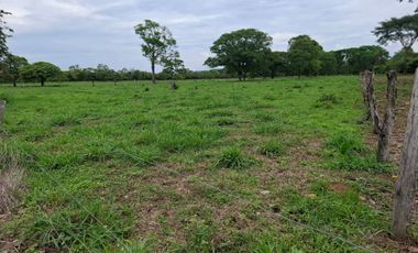 SE VENDE FINCA PRODUCTIVA DE 34 HECTÁREAS EN PORE – CASANARE