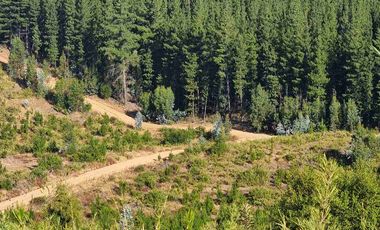 “Parcelas en Pichilemu | 5.000 m², acceso asfaltado y excelente proyección de inversión”
